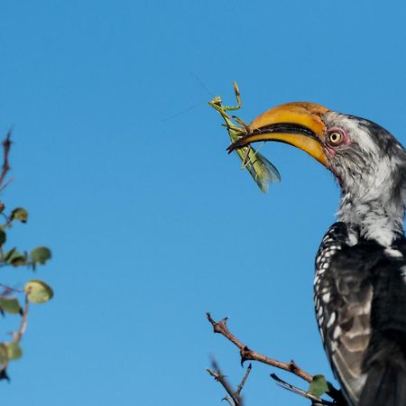 Africa On Foot Klaserie Private Nature Reserve Exterior foto