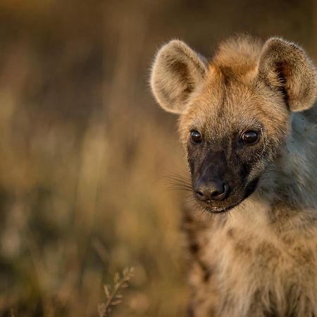 Africa On Foot Klaserie Private Nature Reserve Exterior foto
