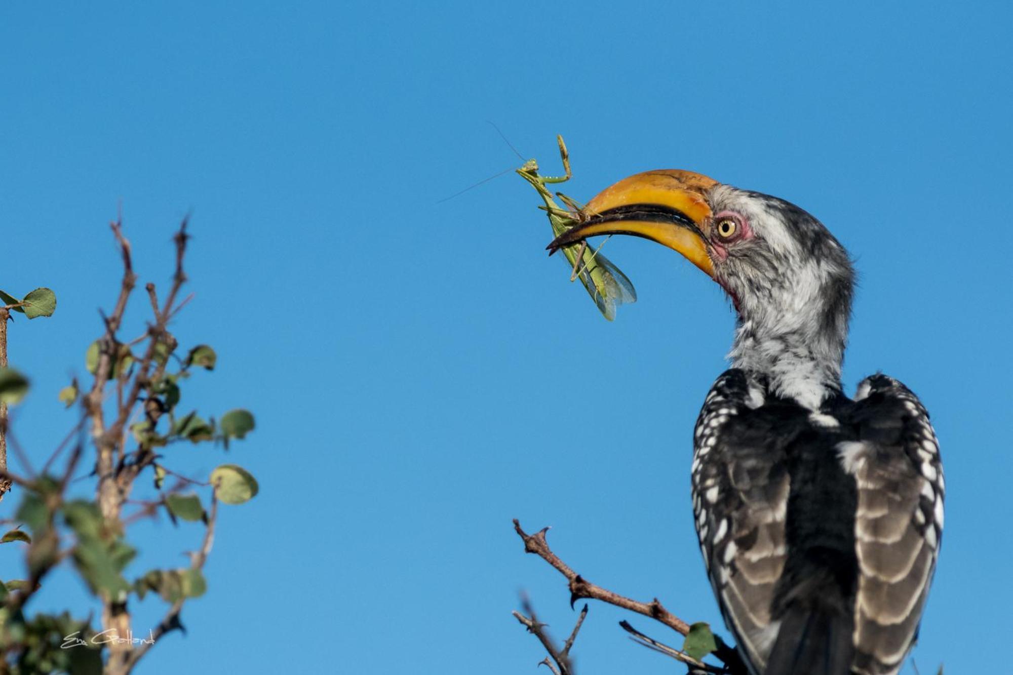 Africa On Foot Klaserie Private Nature Reserve Exterior foto