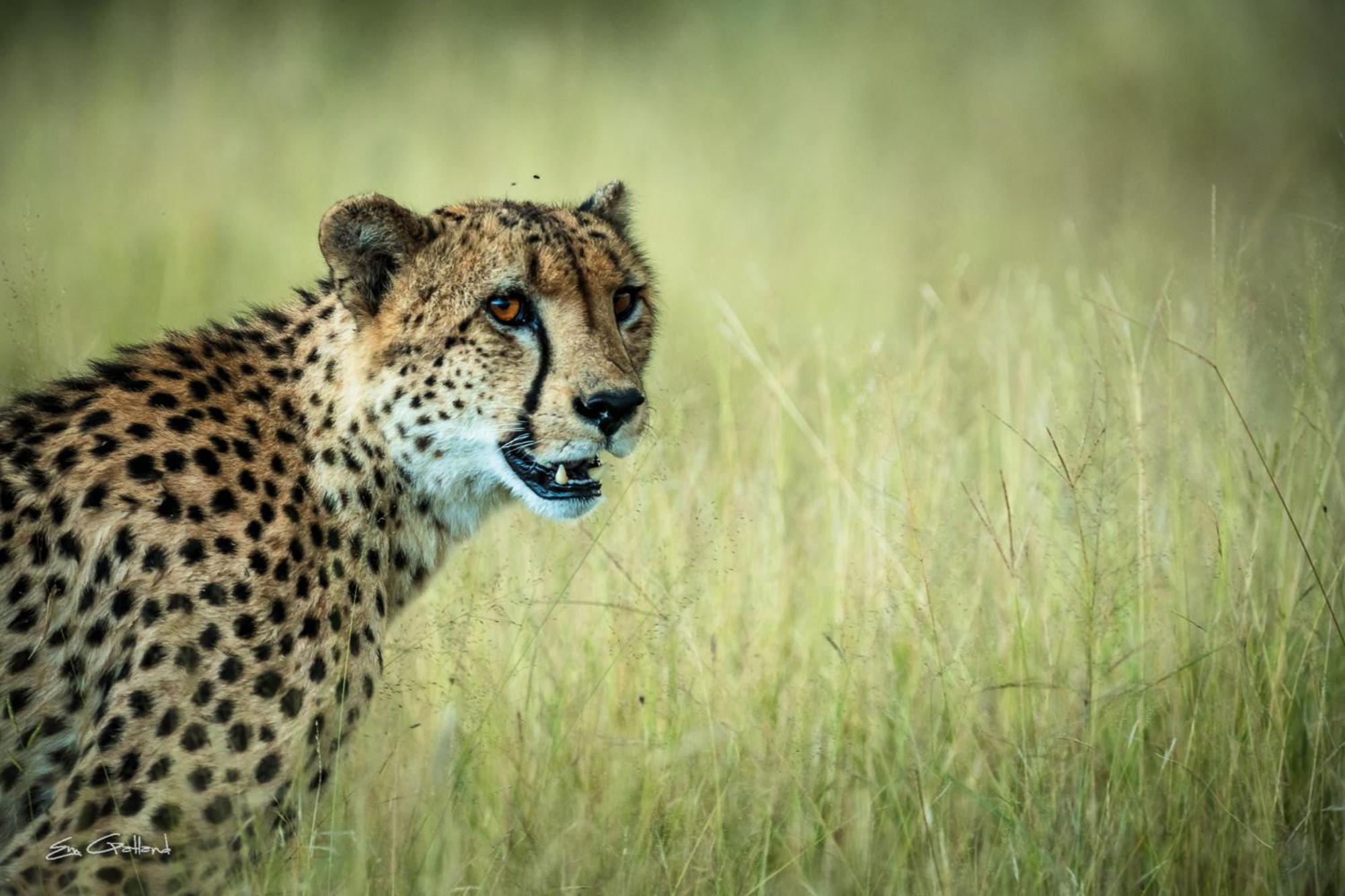 Africa On Foot Klaserie Private Nature Reserve Exterior foto