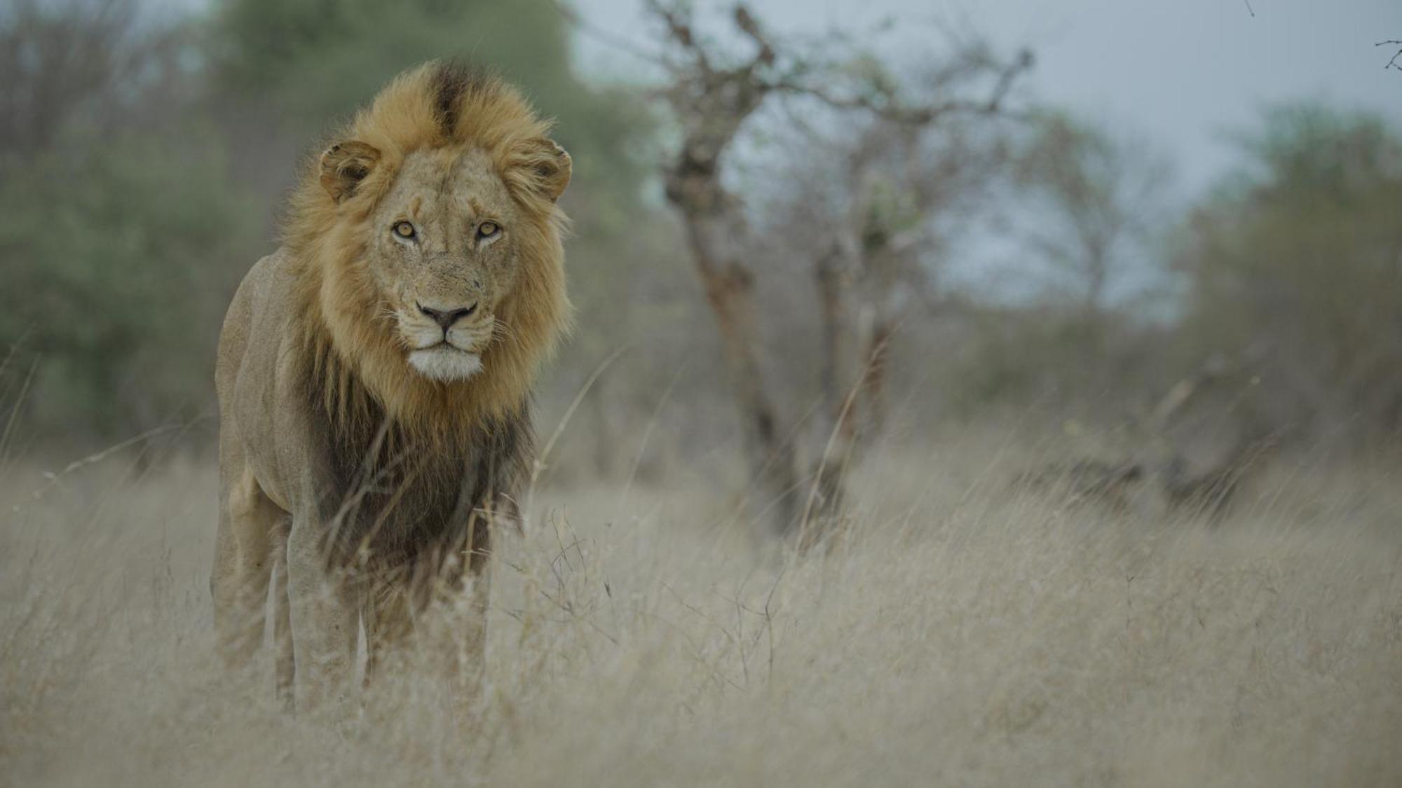 Africa On Foot Klaserie Private Nature Reserve Exterior foto
