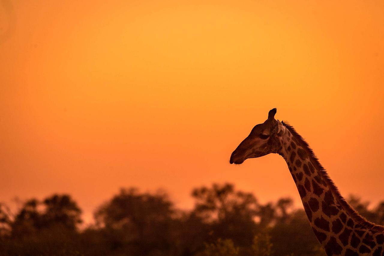 Africa On Foot Klaserie Private Nature Reserve Exterior foto